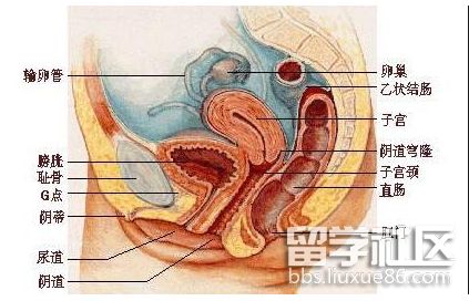 妇产科.png 妇产科.png