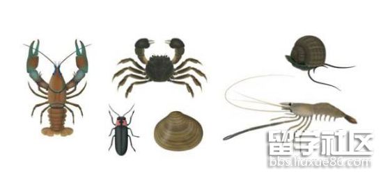甲壳动物.png 甲壳动物.png